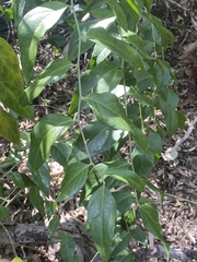 Cansjera leptostachya