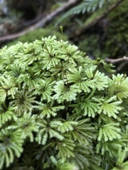 Hypopterygium didictyon