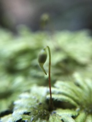 Hypopterygium didictyon