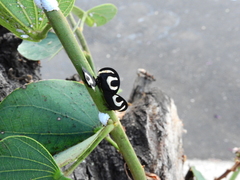 Membracis foliatafasciata