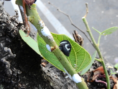 Membracis foliatafasciata