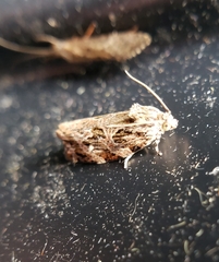 Phaecasiophora confixana