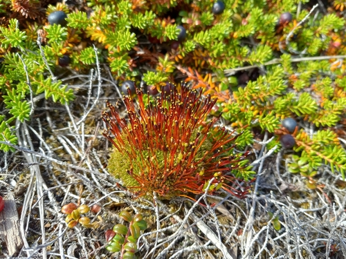 Image of Tetraplodon mnioides by no rights reserved