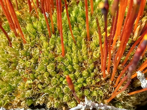 Image of Tetraplodon mnioides by no rights reserved