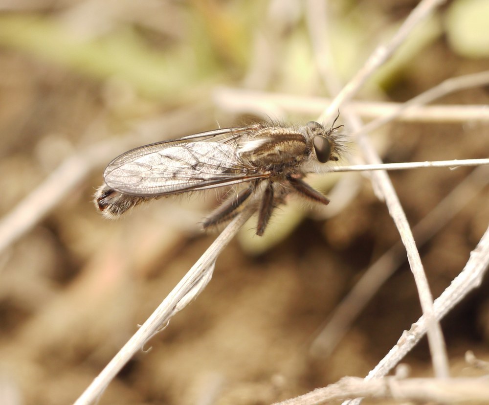Erax crassicauda