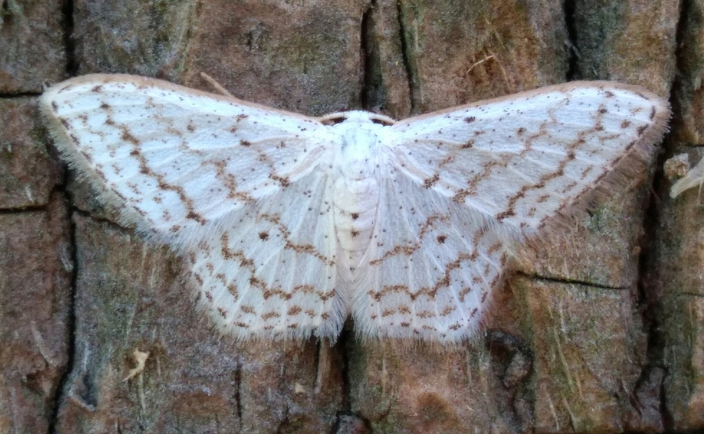 Idaea