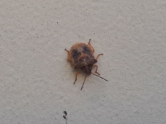 Dendrocoris humeralis