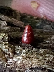 Lycogala conicum