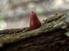 Lycogala conicum