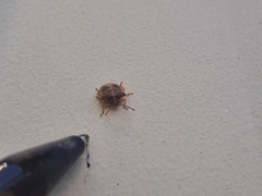 Dendrocoris humeralis