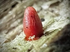 Lycogala conicum