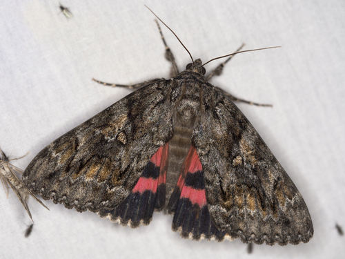 Aholibah Underwing Moth photo 5