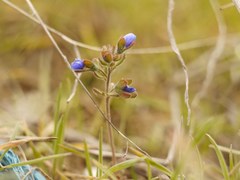Veronica triphyllos