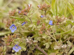 Veronica triphyllos