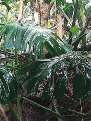 Monstera deliciosa