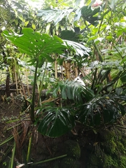Monstera deliciosa