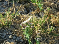 Heliopetes ericetorum