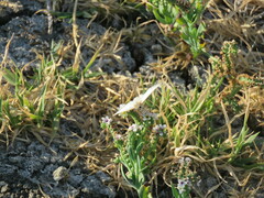 Heliopetes ericetorum