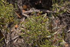 Hakea stenocarpa