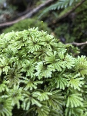 Hypopterygium didictyon