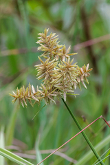 Cyperus pilosus
