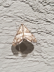 Neocataclysta