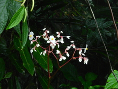 Begonia