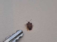 Dendrocoris humeralis