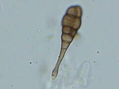 Alternaria solani
