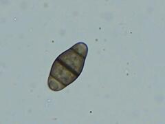 Alternaria solani
