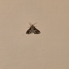 Nacoleia amphicedalis