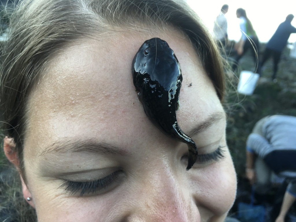 Noordelijke schijfzuiger (Gobiesox maeandricus) — Gobiesocidae