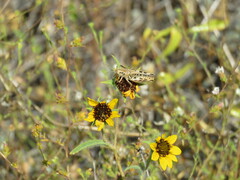 Melanoplus devastator