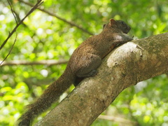 Callosciurus erythraeus styani