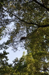 Gorsachius melanolophus