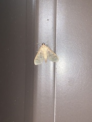 Polygrammodes flavidalis