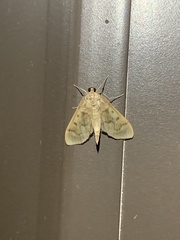 Polygrammodes flavidalis