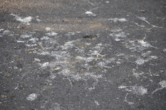 Gorsachius melanolophus