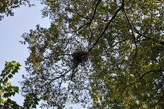 Gorsachius melanolophus