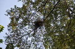 Gorsachius melanolophus