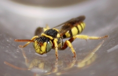 Nomada vegana