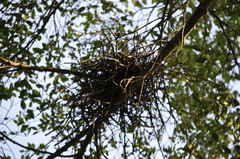 Gorsachius melanolophus