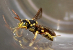 Nomada vegana