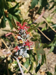 Ricinus communis