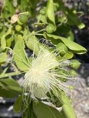 Capparis lucida