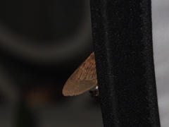 Macroglossum corythus