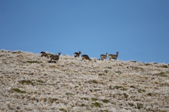 Hippocamelus antisensis