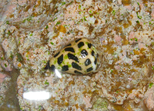 Black-and-white Cone Snail