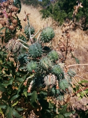 Ricinus communis