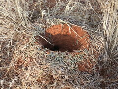 Polyrhachis macropus